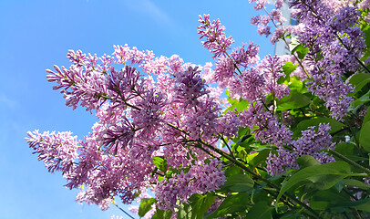 Image showing Spring branches with blossoming lilac flowers 