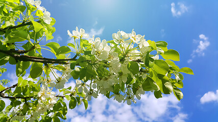 Image showing Beautiful branch of a spring fruit tree with beautiful white flo