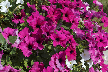 Image showing Beautiful bright flowering petunia