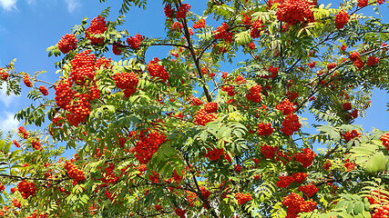 Image showing Branches of mountain ash with bright orange berries