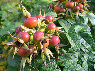 Image showing Dog-rose berries. Dog rose fruits (Rosa canina). Wild rosehips.