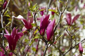 Image showing Branch of beautiful spring magnolia with pink flowers 