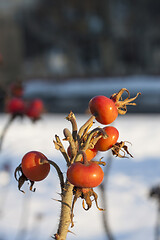 Image showing Dog Rose or Rosa Canina branches with bright fruits