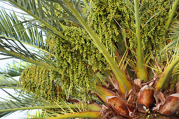 Image showing Palm tree with green fruits