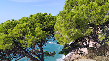 Image showing Beautiful pine trees growing on a slope near the sea