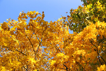 Image showing Branches of bright yellow autumn maple