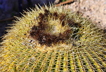 Image showing Close-up of large cactus