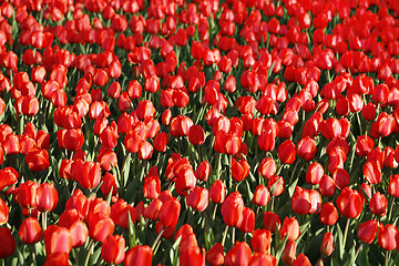 Image showing Beautiful red tulips glowing on sunlight