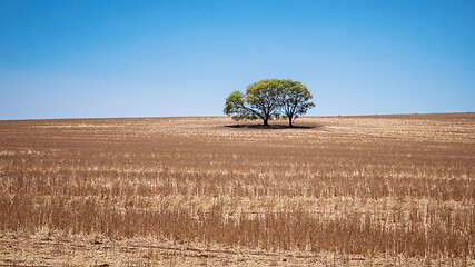 Image showing eucalyptus tree in an Australian landscape scenery