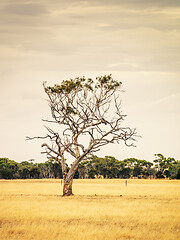 Image showing eucalyptus tree in an Australian landscape scenery