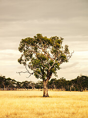 Image showing eucalyptus tree in an Australian landscape scenery