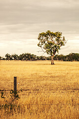 Image showing eucalyptus tree in an Australian landscape scenery