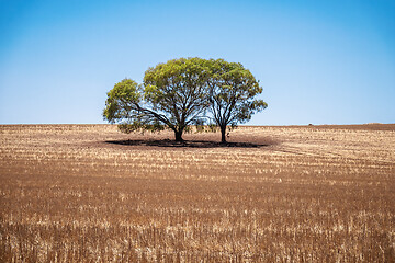 Image showing eucalyptus tree in an Australian landscape scenery