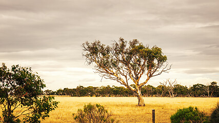 Image showing eucalyptus tree in an Australian landscape scenery