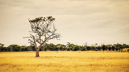 Image showing eucalyptus tree in an Australian landscape scenery