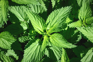 Image showing green stinging nettle