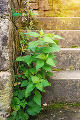 Image showing green stinging nettle