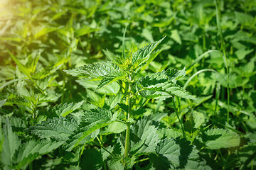 Image showing green stinging nettle