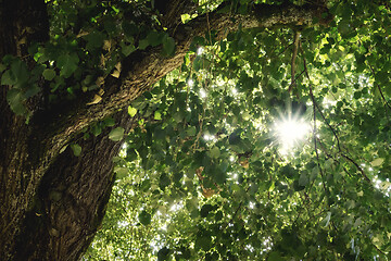 Image showing sun star through green tree leafs