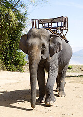 Image showing Elephant for riding