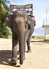 Image showing Elephant for riding