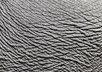 Image showing Elephant skin, close-up