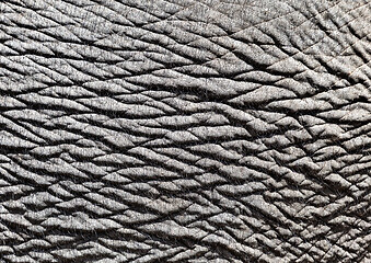 Image showing Elephant skin, close-up