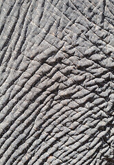 Image showing Elephant skin, close-up