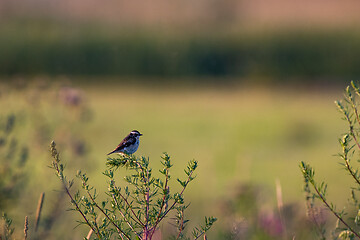 Image showing Common Reed Bunting(Emberiza schoeniclus) sitting on weed top