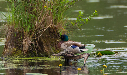 Image showing Mallard  (Anas platyrhynchos) male next to stump