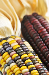 Image showing Indian corn