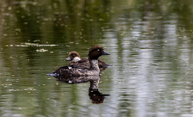 Image showing Common Goldeneye(Bucephala clangula) female in water