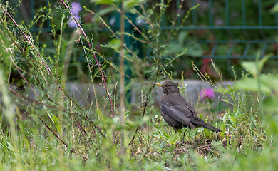 Image showing  European blackbird (Turdus merula) female among weeds