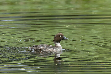 Image showing Common Goldeneye(Bucephala clangula) female in water