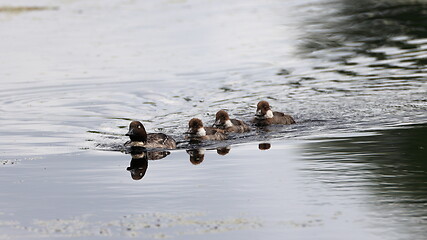 Image showing Common Goldeneye(Bucephala clangula) female in water