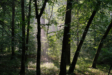 Image showing Sunbeam entering rich deciduous forest