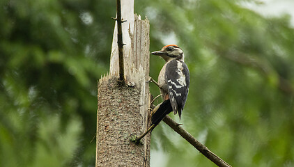 Image showing Great spotted woodpecker (Dendrocopos major) male