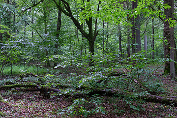 Image showing Old deciduous forest in summer