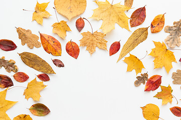 Image showing frame of different dry fallen autumn leaves