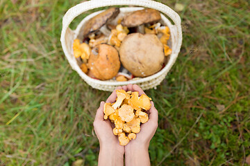 Image showing hands with mushrooms and basket in forest