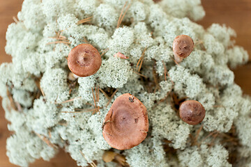 Image showing lactarius rufus mushrooms in reindeer lichen moss