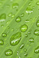 Image showing Green leaf background with raindrops