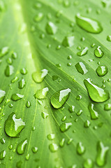 Image showing Green leaf background with raindrops