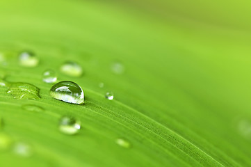 Image showing Green leaf background with raindrops