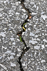 Image showing Crack in asphalt