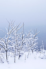 Image showing Snowy trees