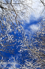 Image showing Winter trees and blue sky