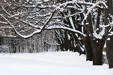 Image showing Winter park