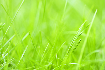 Image showing Green grass background