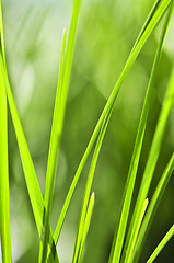 Image showing Green grass background